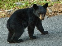 Bear Cub